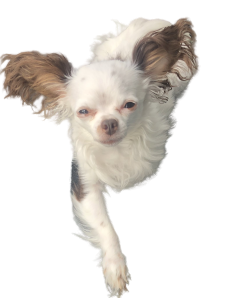 Benji
